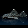 Leporacanthicus joselimae L-264 - Tapajos Sultan Pleco 3-4cm